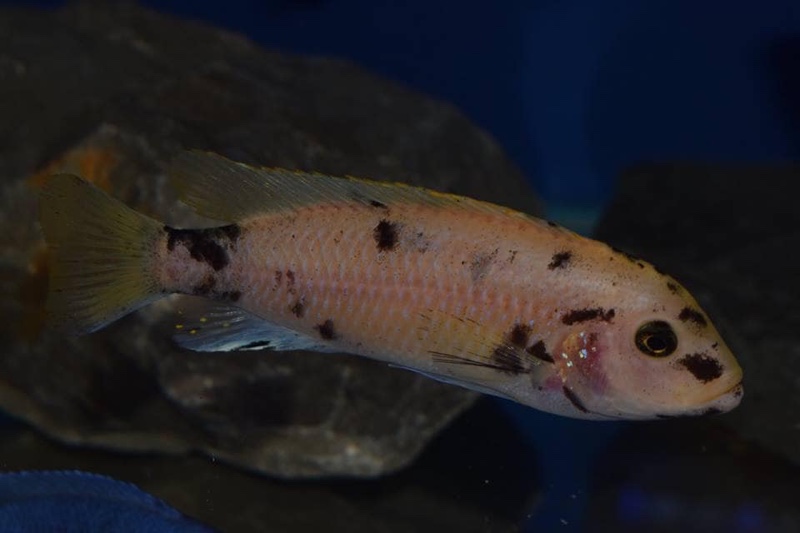 Maylandia sp. 'zebra gold' Kawanga